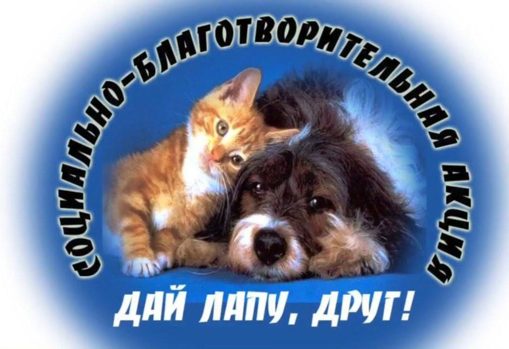 Поможем пушистым друзьям вместе! .